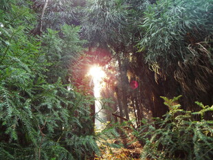 林间阳光穿透茂密绿植