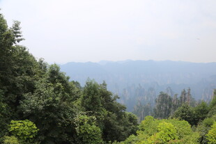 山林葱郁的自然景致