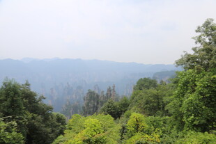 山林葱郁景致