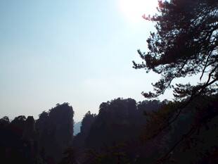 张家界奇峰与松景