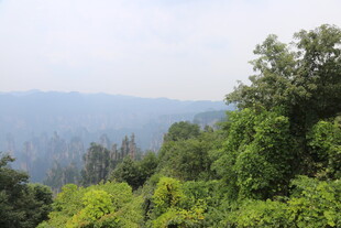 山林绿意风景