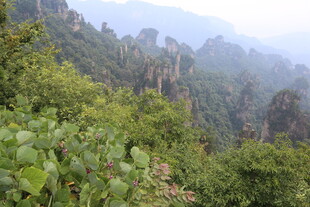 张家界奇峰异林景观
