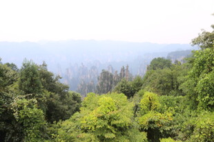 山林绿意景观