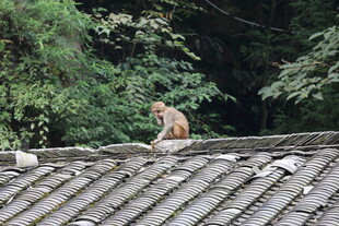屋顶上的猴子