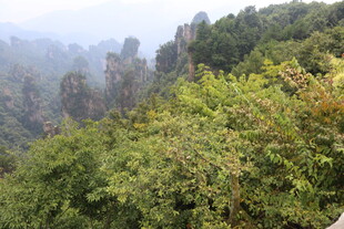 张家界奇峰异林景观
