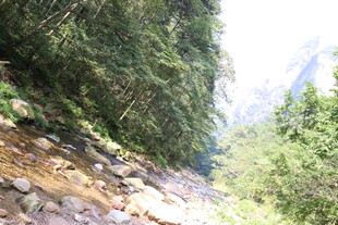 山间溪流旁的葱郁树林