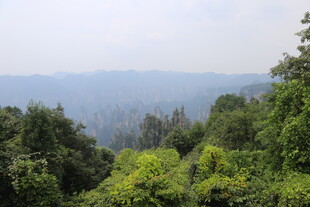 山林绿意景观