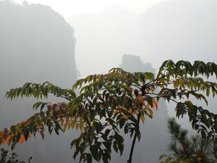 山间红叶 雾霭中的自然景致