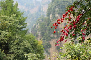山间红果伴绿树美景