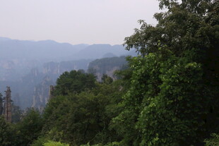 山林间的朦胧绿意景观