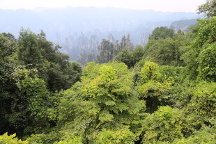 茂密山林间的绿意景观