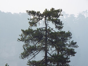 孤松挺立山间