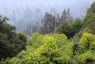 张家界奇峰绿树美景