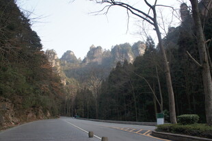 山间公路旁的葱郁山林