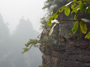 雾中悬崖绿植景致