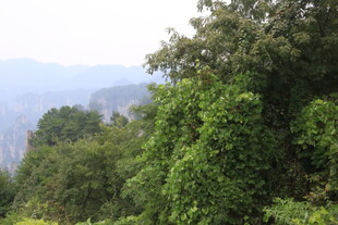 山林绿意景观