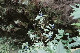 山间绿植花卉自然景象