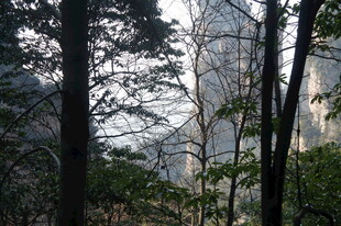 山林间的树木与朦胧远景