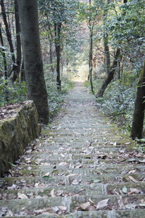 林间石径 静谧自然之景