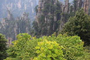 张家界奇峰下的葱郁植被