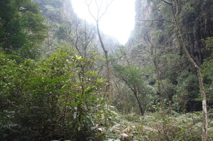 山间丛林景色