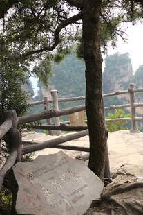 山间木栏旁的苍松奇石