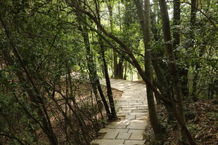 林间石板小径 静谧自然景