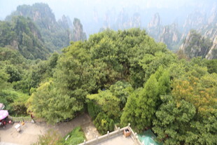 山间葱郁林木景观