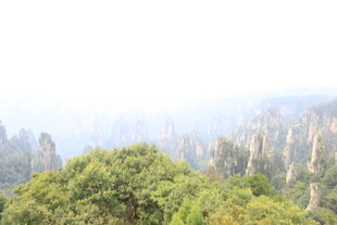 张家界奇峰绿树美景