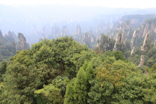 张家界奇峰间的翠绿山林