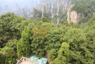 张家界奇峰绿植美景