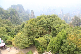 张家界奇峰绿树美景