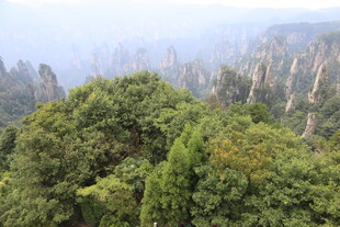 张家界奇峰间的葱郁山林