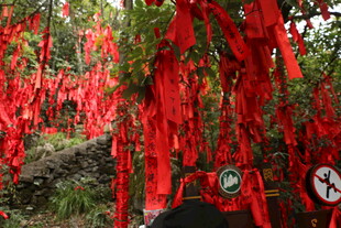 祈福红丝带挂满树枝