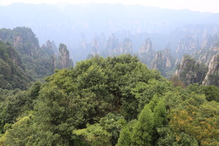 张家界奇峰绿树景观