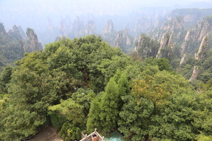 张家界奇峰绿树美景