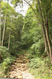 林间小径 绿意盎然的自然景