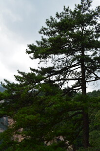 挺拔青松立于山间