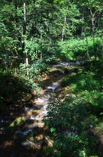 林间溪流 绿意盎然的自然景