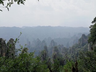云雾缭绕的茂密山林