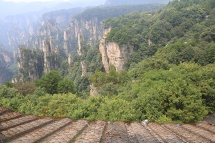俯瞰张家界奇峰绿树