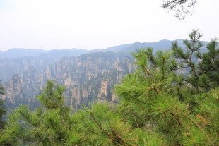 壮丽山景与葱郁松树