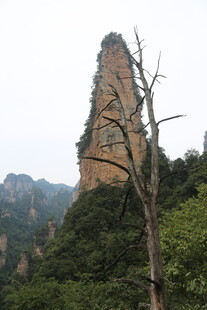 奇峰孤树 山林独特景致