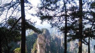 山林间挺拔的树木景观