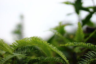 翠绿蕨类植物特写