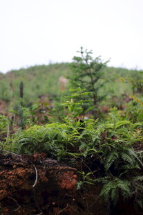 山林间的繁茂绿植景观
