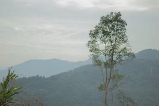 山间孤树 云雾缭绕之景