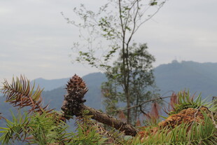 山间植物与远山景致