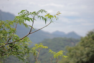 枝头新绿映远山