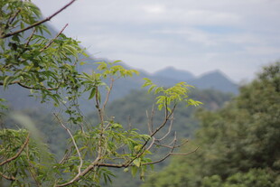 山间绿意盎然的自然景致